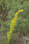 Seaside goldenrod